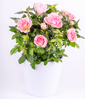 Potted Pink Rose Plant