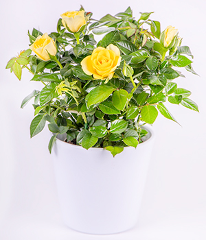 Potted Yellow Rose Plant