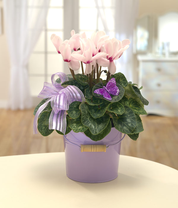 International flowers from eflorist.co.uk - Buy Flowers Online