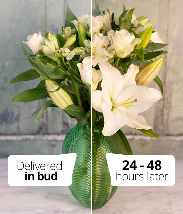 Lily flowers outlet delivered