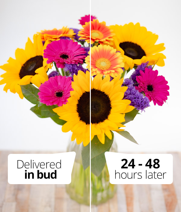 Summer Surprise Fresh Summer Flower Delivery eflorist.co.uk