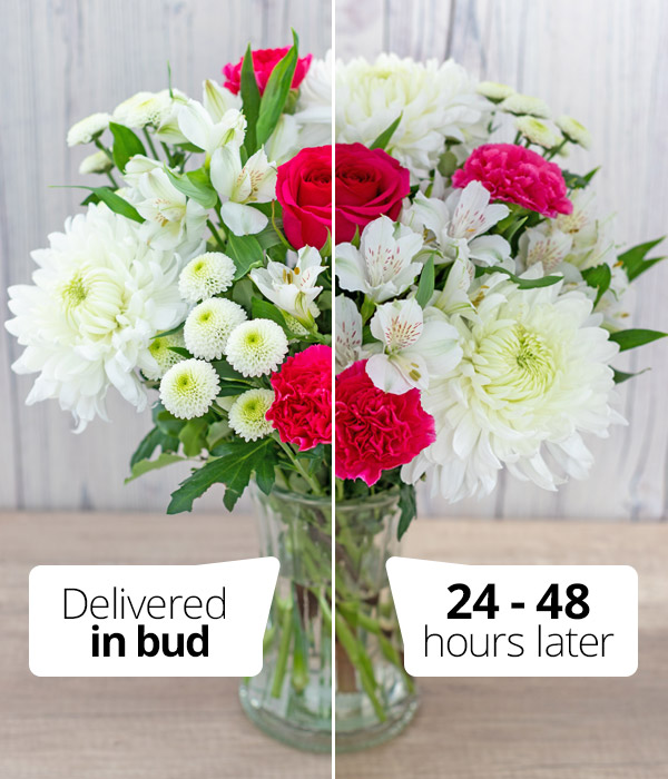 Cerise and White Blooms Flowers Delivered by Eflorist.co.uk