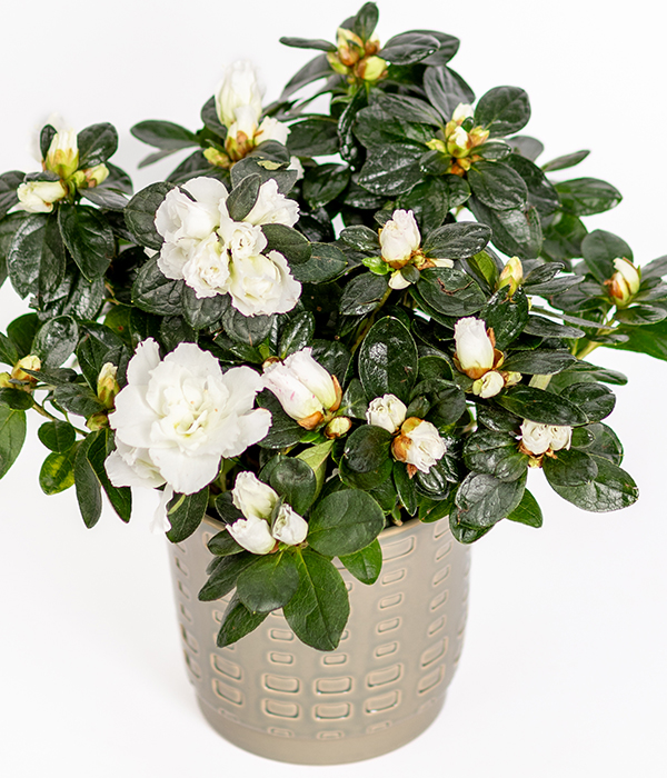 White Azalea | Christmas Flowers