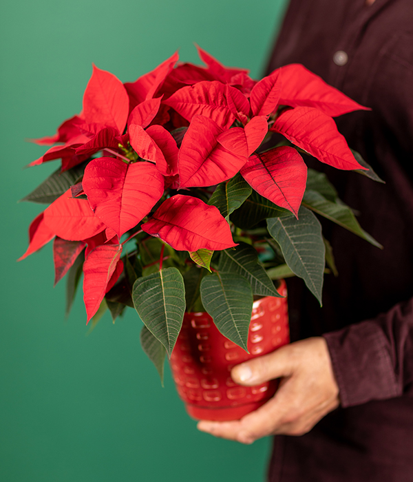 Red christmas plant best sale poinsettia