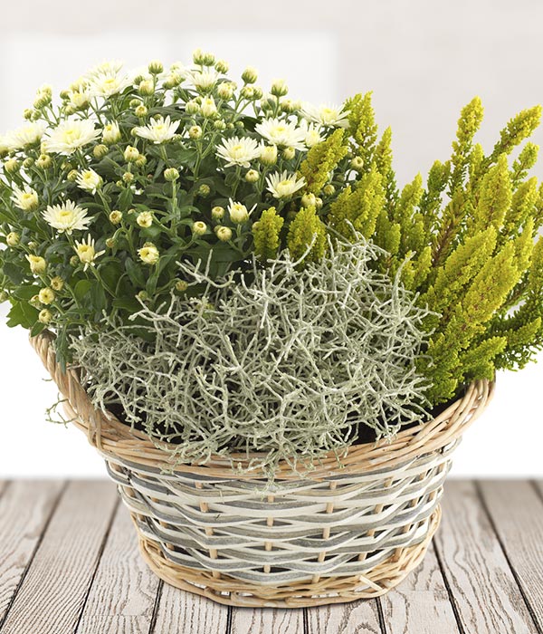 White Chrysanthemum Plant Plant Delivery eflorist.co.uk