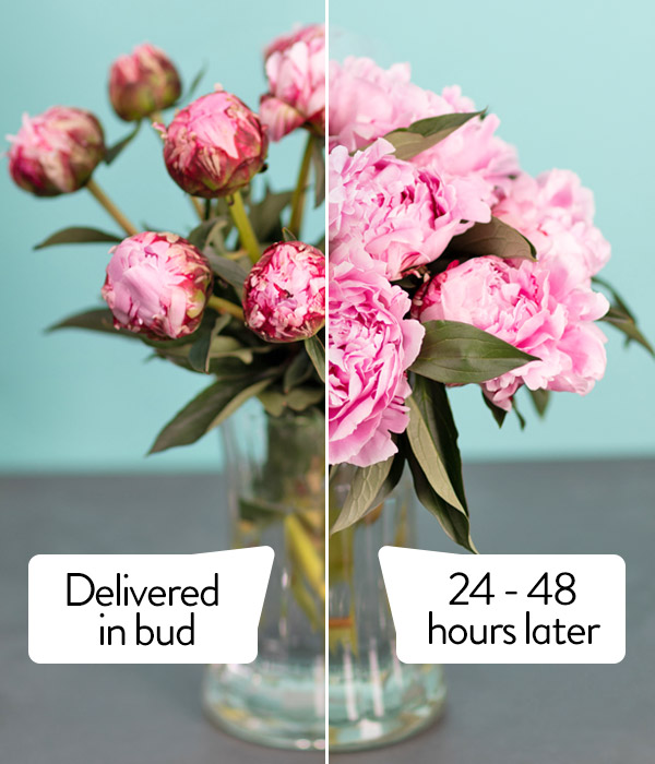 Peonies Flowers Delivered 7 Days a week. Order Today