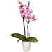Pflanze von Euroflorist 4830 "Orchidee in Rosa".  Klassiche wunderschöne Orchidee in süßem Rosa.