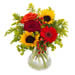 Bouquet Allégria avec tournesols, roses rouges et germinis | Livraison bouquet été à domicile 7j7 par un fleuriste Téléfleurs