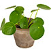 Pilea plant