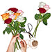 Bouquet de roses livrées direct du producteur | Livraison de roses extra fraiches à domicile
