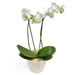 white Phalaenopsis Orchid