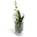 Prachtige Oncidium Orchidee in glazen pot