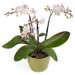 Phalaenopsis orkidé i kruka