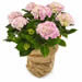 Rosa hortensia i kruka för blomsterbud