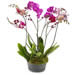 Glamouröse Orchideen