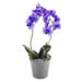 Eine blaue Orchidee heute online kaufen