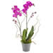 Pflanze von Euroflorist PLA14_25 "Pinkfarbene Orchidee". Klassische wunderschöne Orchidee in tiefem Pink, frisch vom lokalen Floristen geliefert.