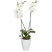 Witte orchidee in pot