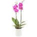 Roze orchidee in pot