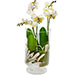 Stilig orkidé