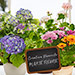 Plante fleurie au choix du fleuriste livrée à domicile tous les jours partout en France avec un fleuriste Telefleurs