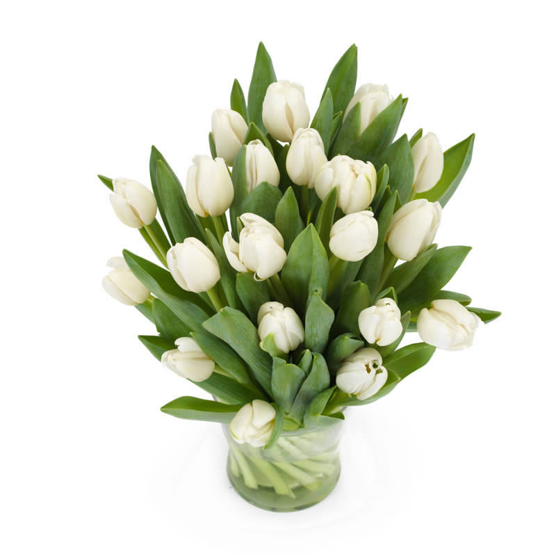 gespannen Stiptheid doos Boeket van witte tulpen