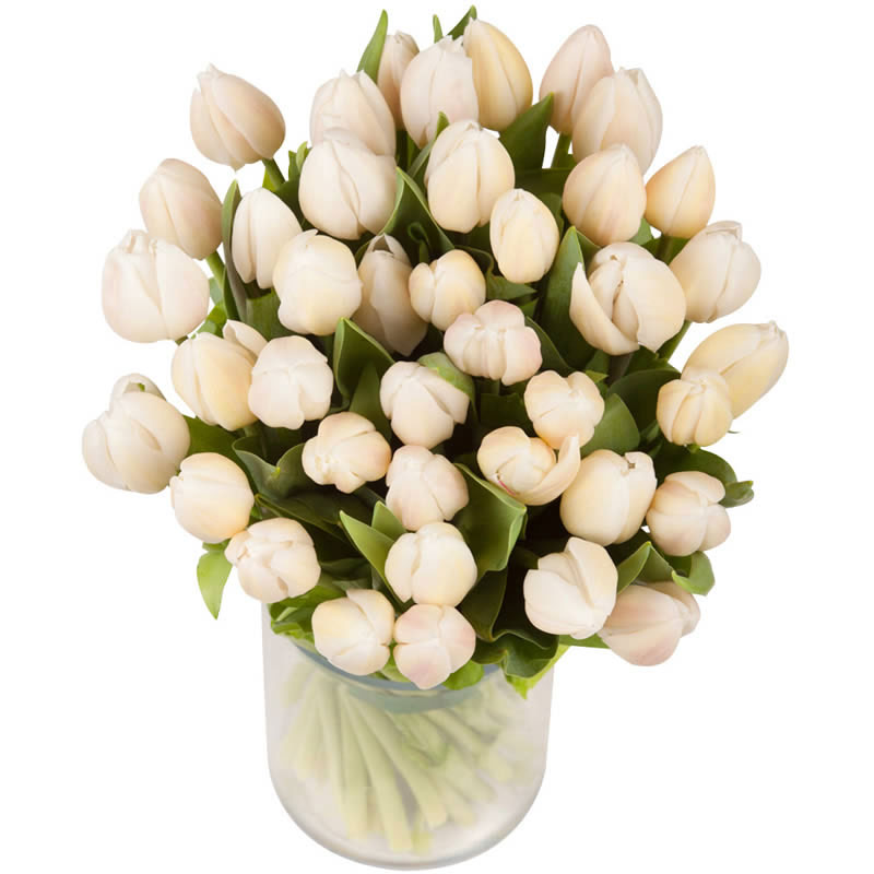 Tulipes blanches |Produites en France | Téléfleurs