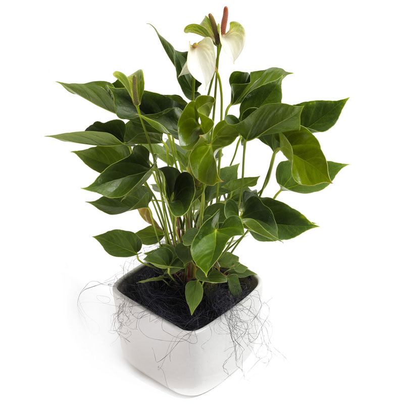 White Anthurium Plant - home delivery – euroflorist