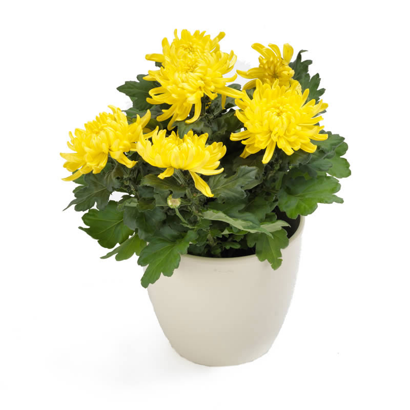 Chrysanthème jaune à grosses fleurs