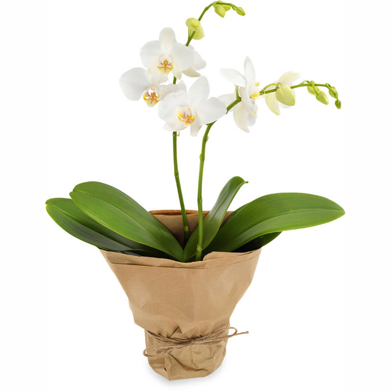 wees gegroet Schijnen niet Verstuur gemakkelijk een witte Phalaenopsis orchidee