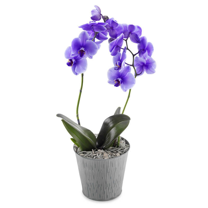 Синяя орхидея в горшке. Фаленопсис Афродита голубая. Фаленопсис Афродита синяя. Магик Блю Орхидея. Орхидея фаленопсис голубая.