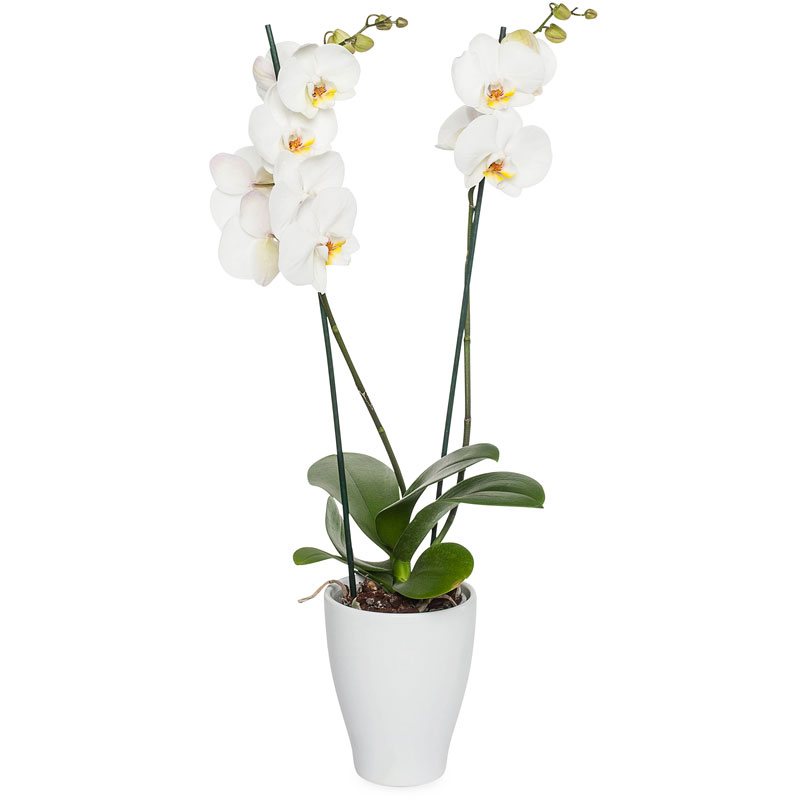 Luchtvaartmaatschappijen taart elkaar Prachtige witte orchidee in een ronde witte pot