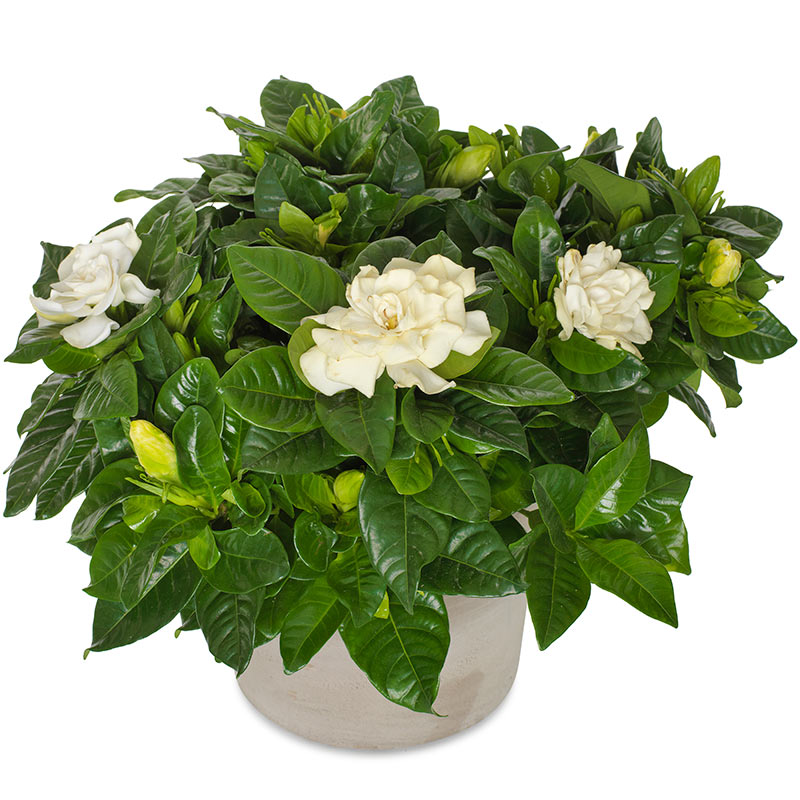 Send lovely white gardenia