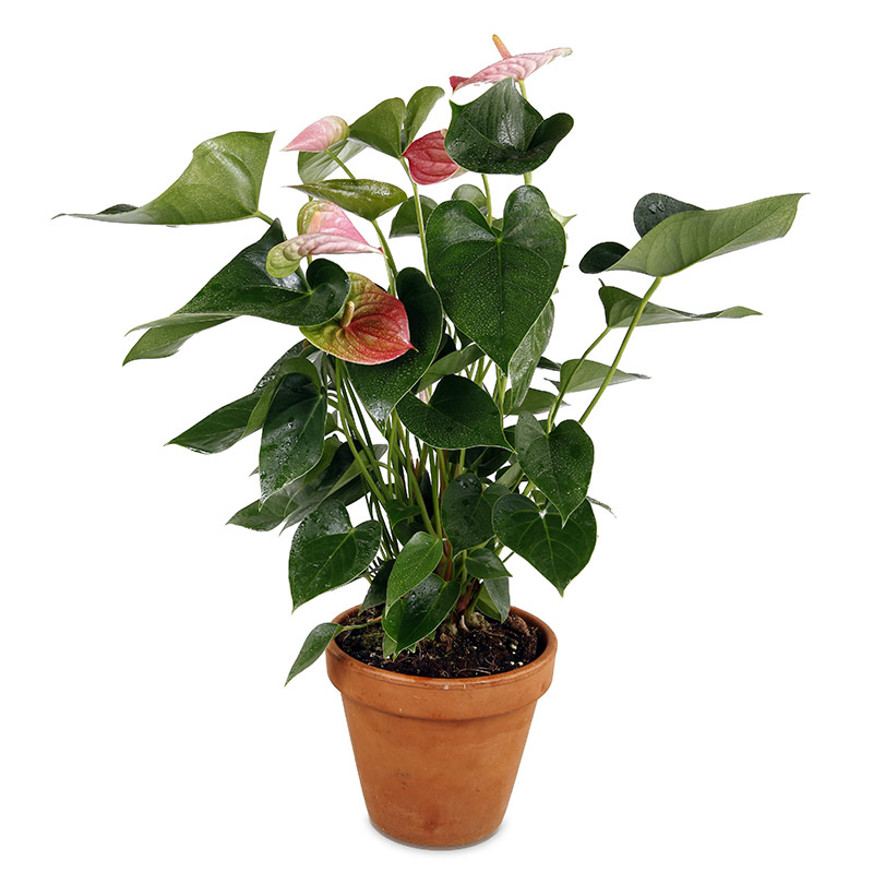 Anthurium plante d'intérieur | livraison fleuriste