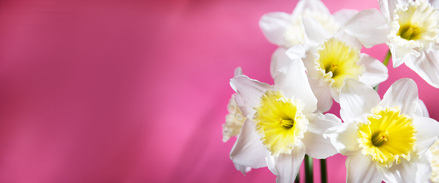 Verschicke Blumen zu Ostern mit Euroflorist