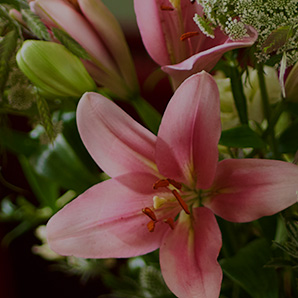reasons_lily_298x2980.jpg_overlay