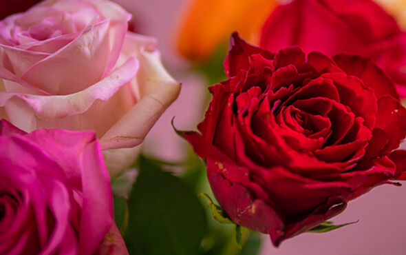 Valentijnsdag rozen