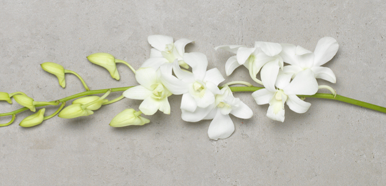 Conseils d'entretient pour orchidées