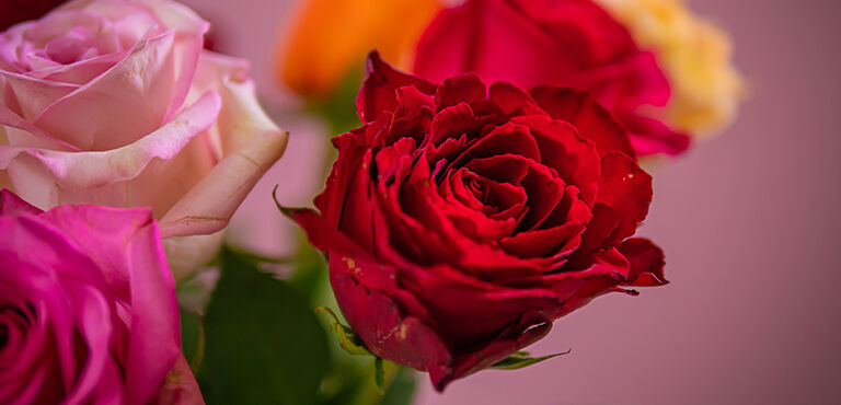 Vegen passen Terminologie Romantische Gelegenheden voor Bloemen | Euroflorist