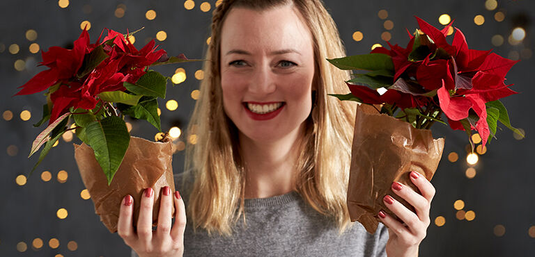 Kerststerren