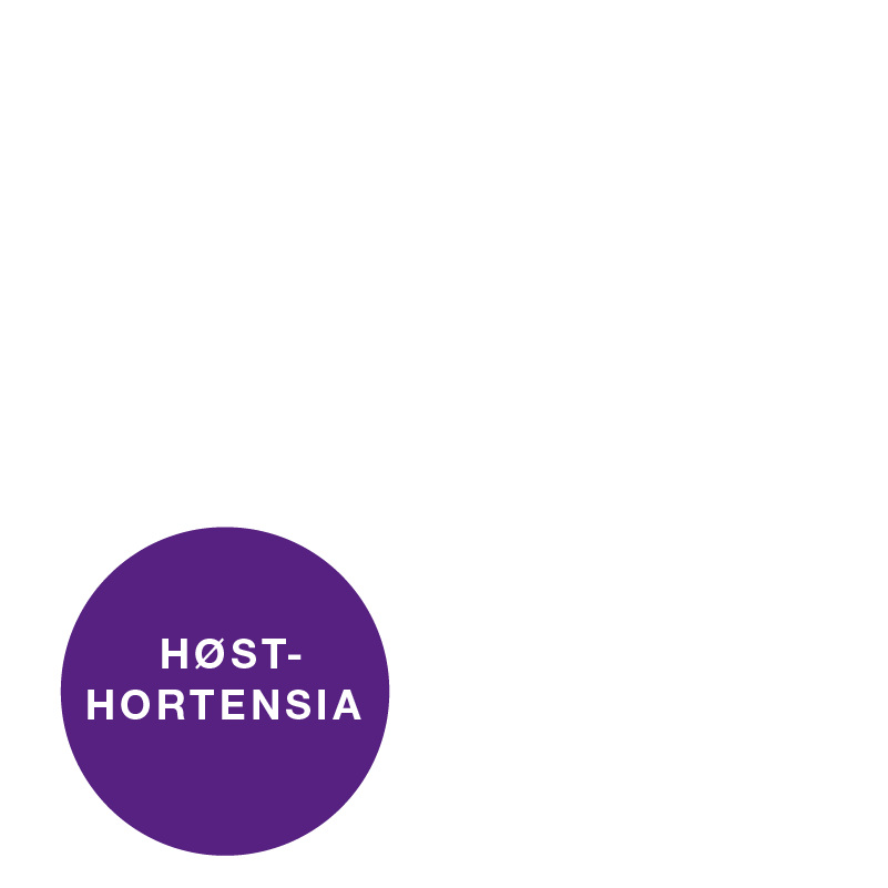 Høsthortensia_overlay