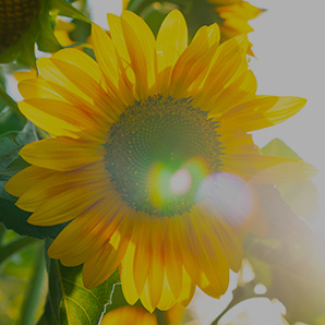 reasons_sunflower_298x2980.jpg_overlay
