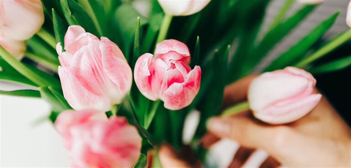 Stelletips for tulipaner