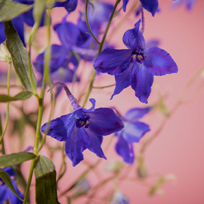 hp_osn_298x298_delphinium-27x0.jpg_overlay