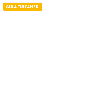 Gula tulpaner_overlay