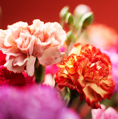 reasons_category_page_all-flowers_402x4051.jpg_overlay