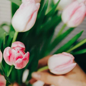 reasons_tulips_298x29800.webp_overlay